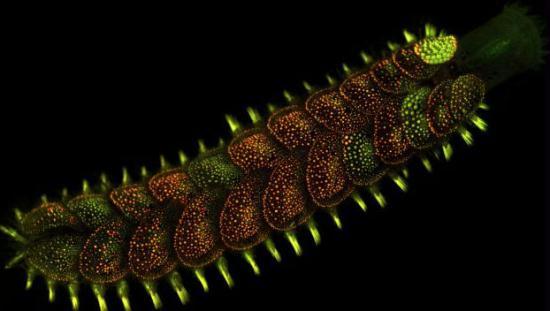 A marine worm fluorescing: Polychaetes are a class of annelid (segmented) worms. Each segment has a pair of fleshy limb-like appendages (parapodia) which help them to move