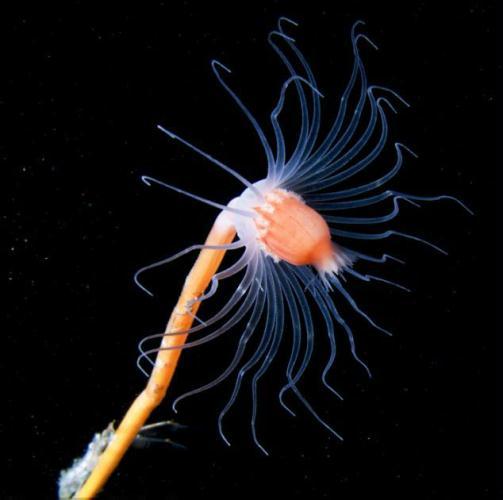 A cousin to coral: The tentacled feeding structures of a Hydrozoan, which is related to corals and sea anemones