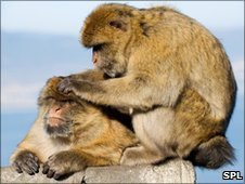 One of the monkeys grabbed a picture book and started looking at the pictures.