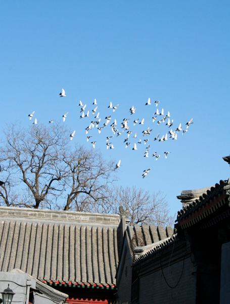 White doves fly over a hutong residential area on the backdrop of a clear blue sky. [Photo:CRIENGLISH.com] 