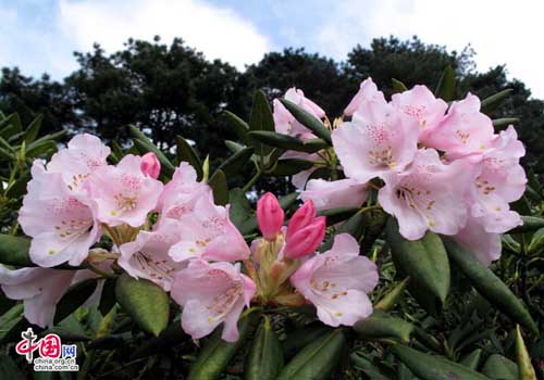 Azalea, one of the 'Top 10 spring flowers to see in Beijing' by China.org.cn.