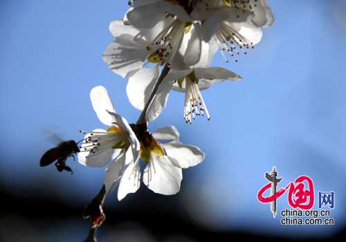 Peach blossom, one of the 'Top 10 spring flowers to see in Beijing' by China.org.cn.