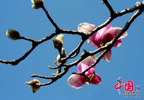 Magnolia flower, one of the 'Top 10 spring flowers to see in Beijing' by China.org.cn.