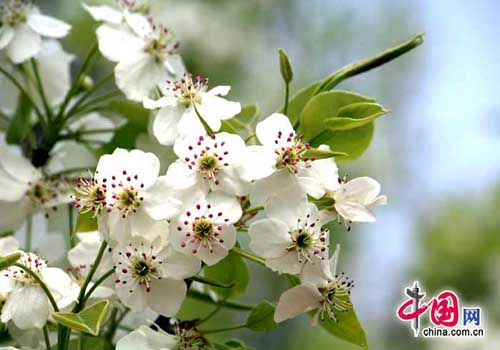 Pear blossom, one of the 'Top 10 spring flowers to see in Beijing' by China.org.cn.