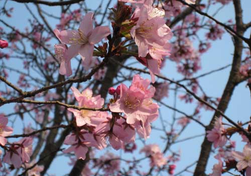 Cherry blossom, one of the 'Top 10 spring flowers to see in Beijing' by China.org.cn.