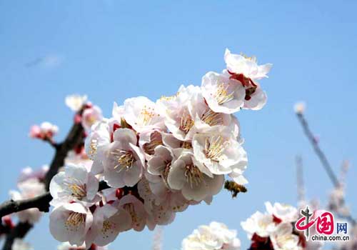 Apricot blossom, one of the 'Top 10 spring flowers to see in Beijing' by China.org.cn.