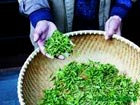 'Fresh' Longjing Tea not fresh