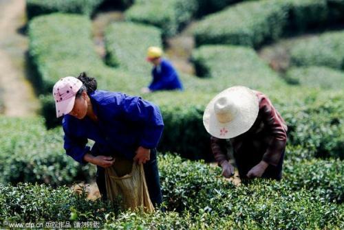 Collectors are collecting this year&apos;s tea at Lushan Mountain in Jiangxi province.