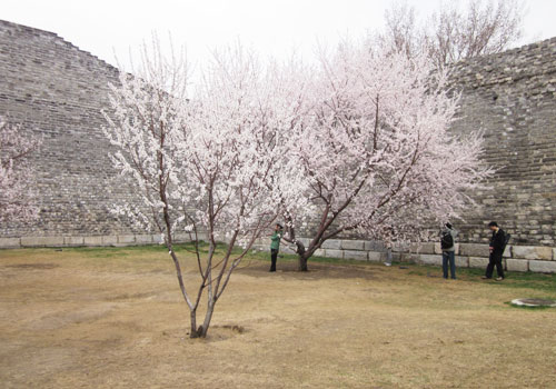 Plum Blossom Festival kicks off in Beijing