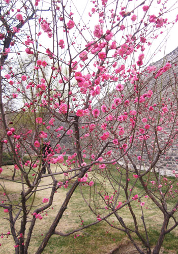 Plum Blossom Festival kicks off in Beijing