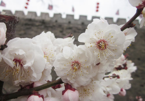 Plum Blossom Festival kicks off in Beijing