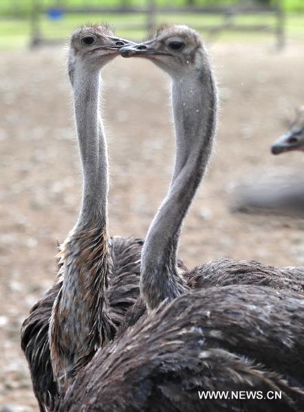 ostrich types