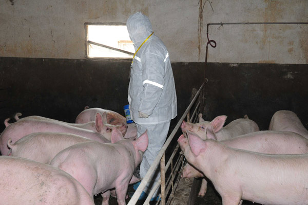 An animal health professional enters a pigpen in Nanyang, Henan province, on March 24 to get urine samples to test for clenbuterol. 