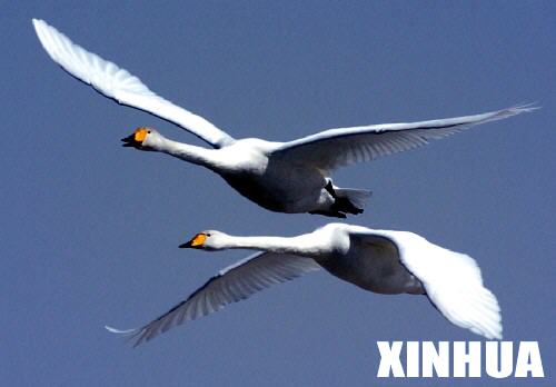 Swans fly on Qinghai Lake [File photo]