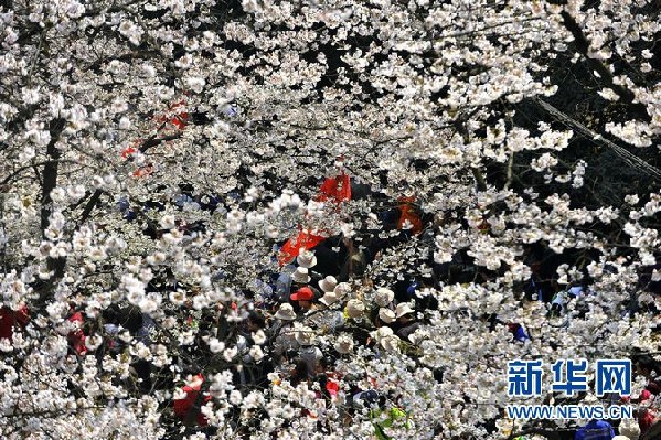 Thousands of visitors pack Wuhan University's campus to see its cherry blossoms in Wuhan, Hubei Province, on Sunday, March 27, 2011. [Xinhua] 