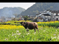 Wuyuan, known as the 'most beautiful countryside in China', is home to at least 50 old villages.Villages lie along small rivers, trees stand on riverbanks, and old farmers leisurely drive ducks toward a pond, forming a typical Chinese countryside scene. [xihongtao/jingnei.net]