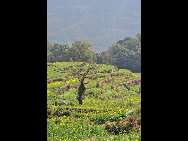 Wuyuan, known as the 'most beautiful countryside in China', is home to at least 50 old villages.Villages lie along small rivers, trees stand on riverbanks, and old farmers leisurely drive ducks toward a pond, forming a typical Chinese countryside scene. [xihongtao/jingnei.net]