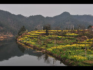 Wuyuan, known as the 'most beautiful countryside in China', is home to at least 50 old villages.Villages lie along small rivers, trees stand on riverbanks, and old farmers leisurely drive ducks toward a pond, forming a typical Chinese countryside scene. [xihongtao/jingnei.net]