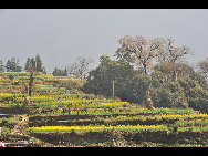 Wuyuan, known as the 'most beautiful countryside in China', is home to at least 50 old villages.Villages lie along small rivers, trees stand on riverbanks, and old farmers leisurely drive ducks toward a pond, forming a typical Chinese countryside scene. [xihongtao/jingnei.net]