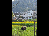 Wuyuan, known as the 'most beautiful countryside in China', is home to at least 50 old villages.Villages lie along small rivers, trees stand on riverbanks, and old farmers leisurely drive ducks toward a pond, forming a typical Chinese countryside scene. [xihongtao/jingnei.net]