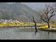 Wuyuan, known as the 'most beautiful countryside in China', is home to at least 50 old villages.Villages lie along small rivers, trees stand on riverbanks, and old farmers leisurely drive ducks toward a pond, forming a typical Chinese countryside scene. [xihongtao/jingnei.net]