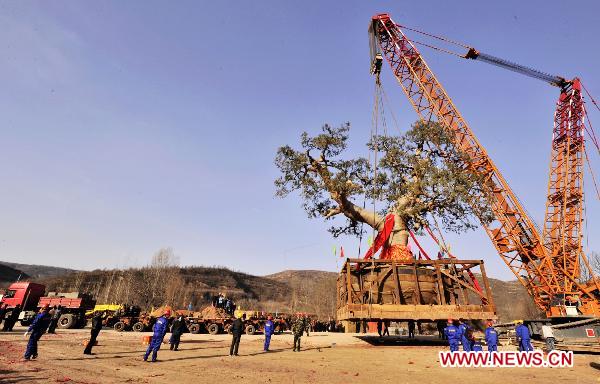 Workers move an old cypress tree to transplant it in Chuanzhuang Village, Huangling County of northwest China's Shaanxi Province, March 28, 2011. 