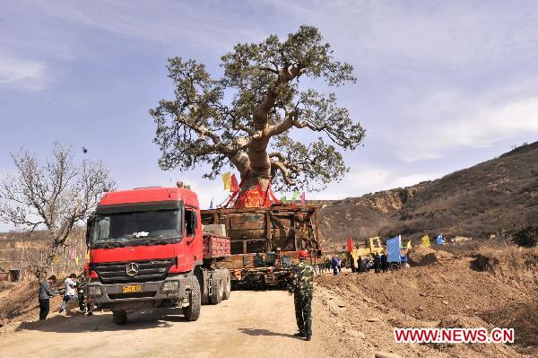 Workers move an old cypress tree to transplant it in Chuanzhuang Village, Huangling County of northwest China's Shaanxi Province, March 28, 2011. 