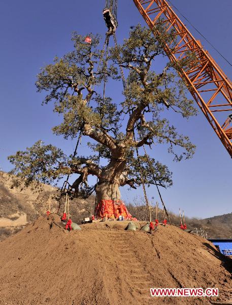 Photo taken on March 28, 2011, shows an old cypress tree transplanted in Chuanzhuang Village, Huangling County of northwest China's Shaanxi Province, March 28, 2011. 