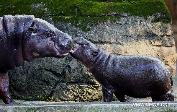 A baby pygmy hippopotamus (R) plays with its mother at the Zoo of Taipei in Taipei, southeast China's Taiwan, March 29, 2011. 