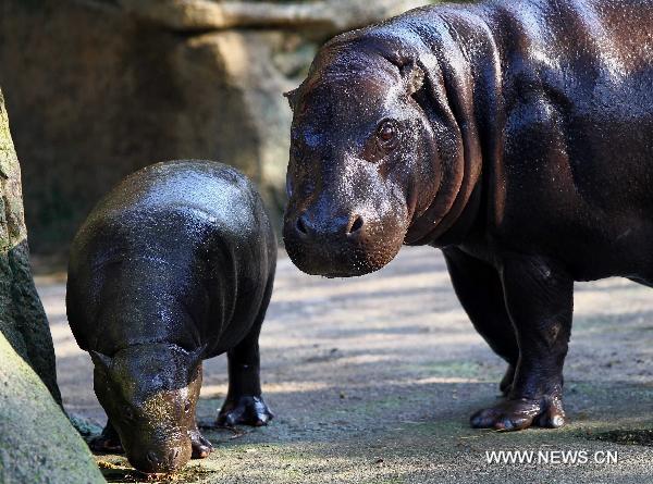  A baby pygmy hippopotamus (L) eats food with its mother at the Zoo of Taipei in Taipei, southeast China's Taiwan, March 29, 2011. 