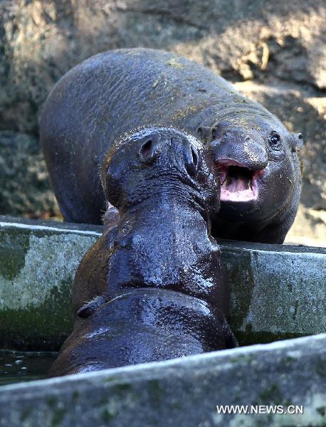 A baby pygmy hippopotamus (Front) plays with its mother at the Zoo of Taipei in Taipei, southeast China's Taiwan, March 29, 2011.