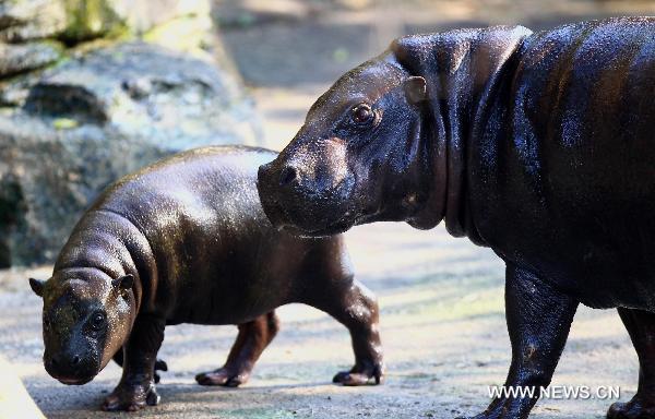 A baby pygmy hippopotamus (L) plays with its mother at the Zoo of Taipei in Taipei, southeast China's Taiwan, March 29, 2011. 