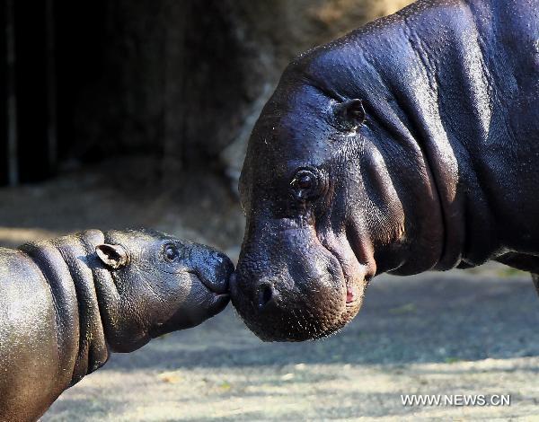 A baby pygmy hippopotamus (L) plays with its mother at the Zoo of Taipei in Taipei, southeast China's Taiwan, March 29, 2011.