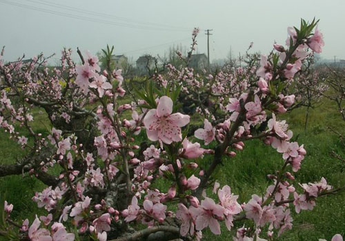 Nanhui Peach Blossom Festival, one of the 'Top 10 April destinations in China' by China.org.cn