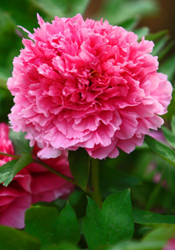 Luoyang Peony Festival, one of the 'Top 10 April destinations in China' by China.org.cn