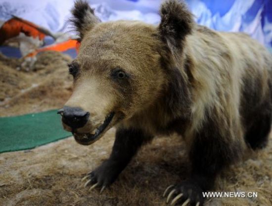 Photo taken on March 31, 2011 shows a brown bear specimen in the hall of wild animal specimens of Qinghai Hol Xil Natural Reserve administration in Golmud City, northwest China&apos;s Qinghai Province.