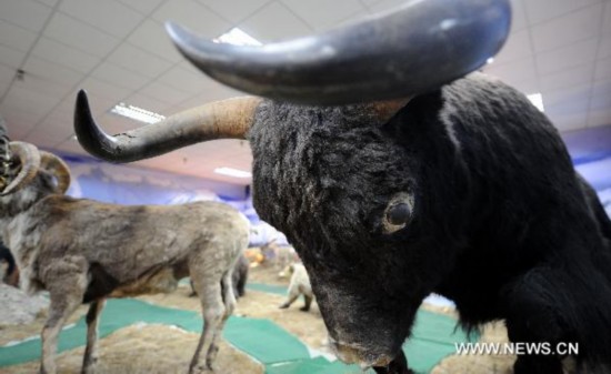 Photo taken on March 31, 2011 shows a wild yak specimen in the hall of wild animal specimens of Qinghai Hol Xil Natural Reserve administration in Golmud City, northwest China&apos;s Qinghai Province. 