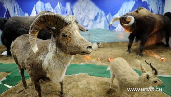 Photo taken on March 31, 2011 shows exhibits in the hall of wild animal specimens of Qinghai Hol Xil Natural Reserve administration in Golmud City, northwest China&apos;s Qinghai Province.