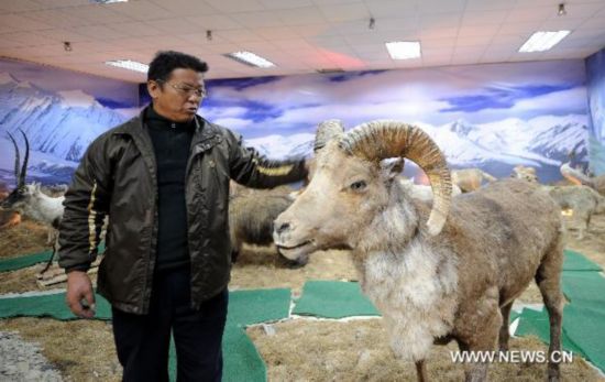 Staff worker Wang Hailin introduces argali in the hall of wild animal specimens of Qinghai Hol Xil Natural Reserve administration in Golmud City, northwest China&apos;s Qinghai Province, March 31, 2011. 