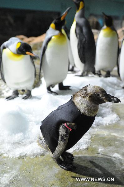 The featherless Humboldt penguin Belle (Front) is worn a wet suit to help it rehabilitate the growth of feathers in Singapore Bird Park, on April 4, 2011. 