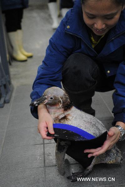 The featherless Humboldt penguin Belle is put on a wet suit to help it rehabilitate the growth of feathers in Singapore Bird Park, on April 4, 2011.