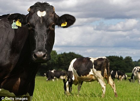 File photo: Scientists have created genetically modified cattle that produce 'human' milk in a bid to make cows' milk more nutritious.
