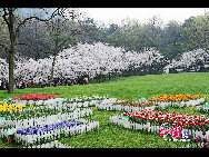 Tourists visit the Taiziwan Park where tulips are in full blossom in Hangzhou, capital of east China's Zhejiang Province, April 4, 2011. As many as over 20 varieties of red, yellow and white tulips are in full blossom nowadays in the park, attracting large numbers of tourists from far and near. [China.org.cn]