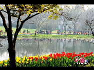 Tourists visit the Taiziwan Park where tulips are in full blossom in Hangzhou, capital of east China's Zhejiang Province, April 4, 2011. As many as over 20 varieties of red, yellow and white tulips are in full blossom nowadays in the park, attracting large numbers of tourists from far and near. [China.org.cn]
