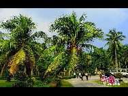 The glamour of Dongjiao Coconut Forest lies in the tropical coconut culture. There is a coconut park, a couple of seaside holiday resort and many seafood restaurants. Visitors can enjoy coconut juice, fresh seafood and bathe under the sunlight in the coconut forest. [China.org.cn] 