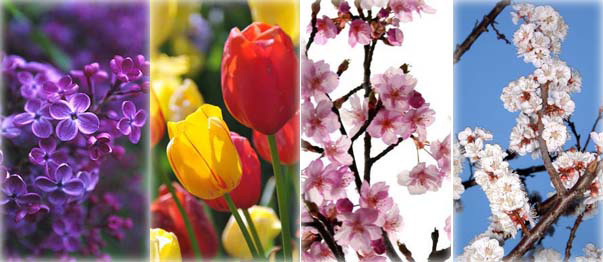 Top 10 spring flowers to see in Beijing