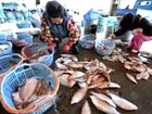 Japan sets radiation safety standards for fish