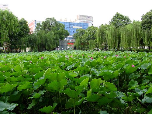 Sichuan University, one of the &apos;Top 10 most beautiful universities in China&apos; by China.org.cn.