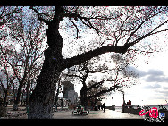 Harbin is the capital and largest city of Heilongjiang Province in Northeast China, lying on the southern bank of the Songhua River. Photo show the beautiful early spring scenery of Haibin. [China.org.cn]