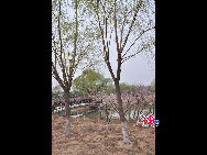 Olympic Forest Park is located to the north of the 'Bird's Nest' and 'Water Cube.' Shrouded in trees, reeds and grass and spotted with ponds, the 11.5-square-kilometer Olympic National Forest Park has become a popular destination for tourists to inhale some fresh air in Beijing. [Photo by Yuan Fang]